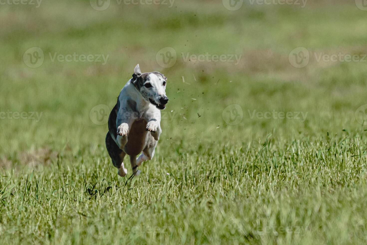Whippet dog lifted off the ground during the dog racing competition running straight into camera photo