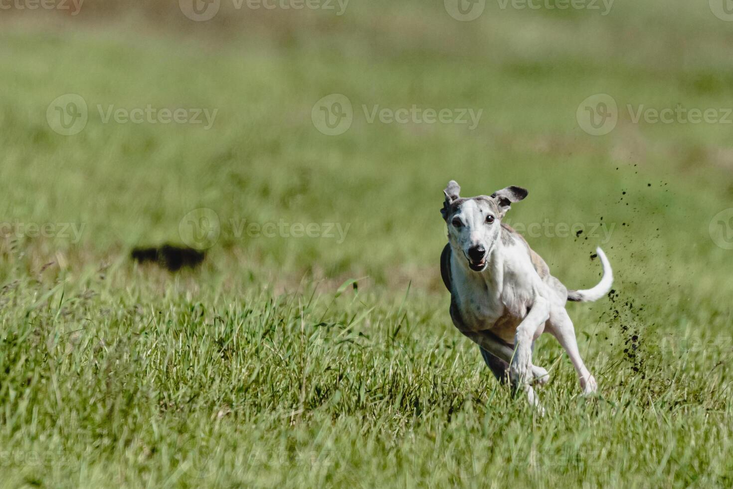 Whippet dog lifted off the ground during the dog racing competition running straight into camera photo