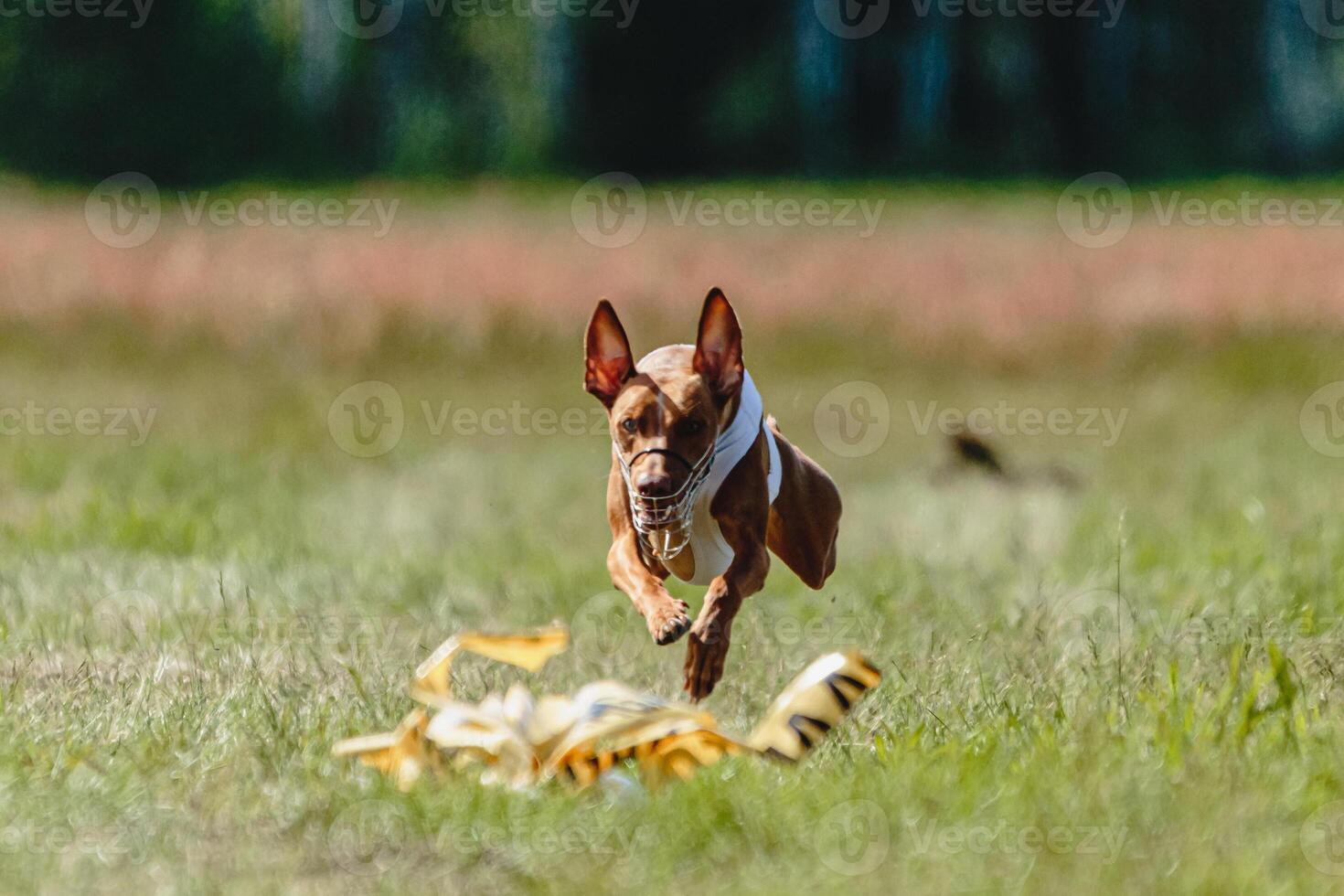 Cirneco dell etna dog running fast and chasing lure across green field at dog racing competion photo