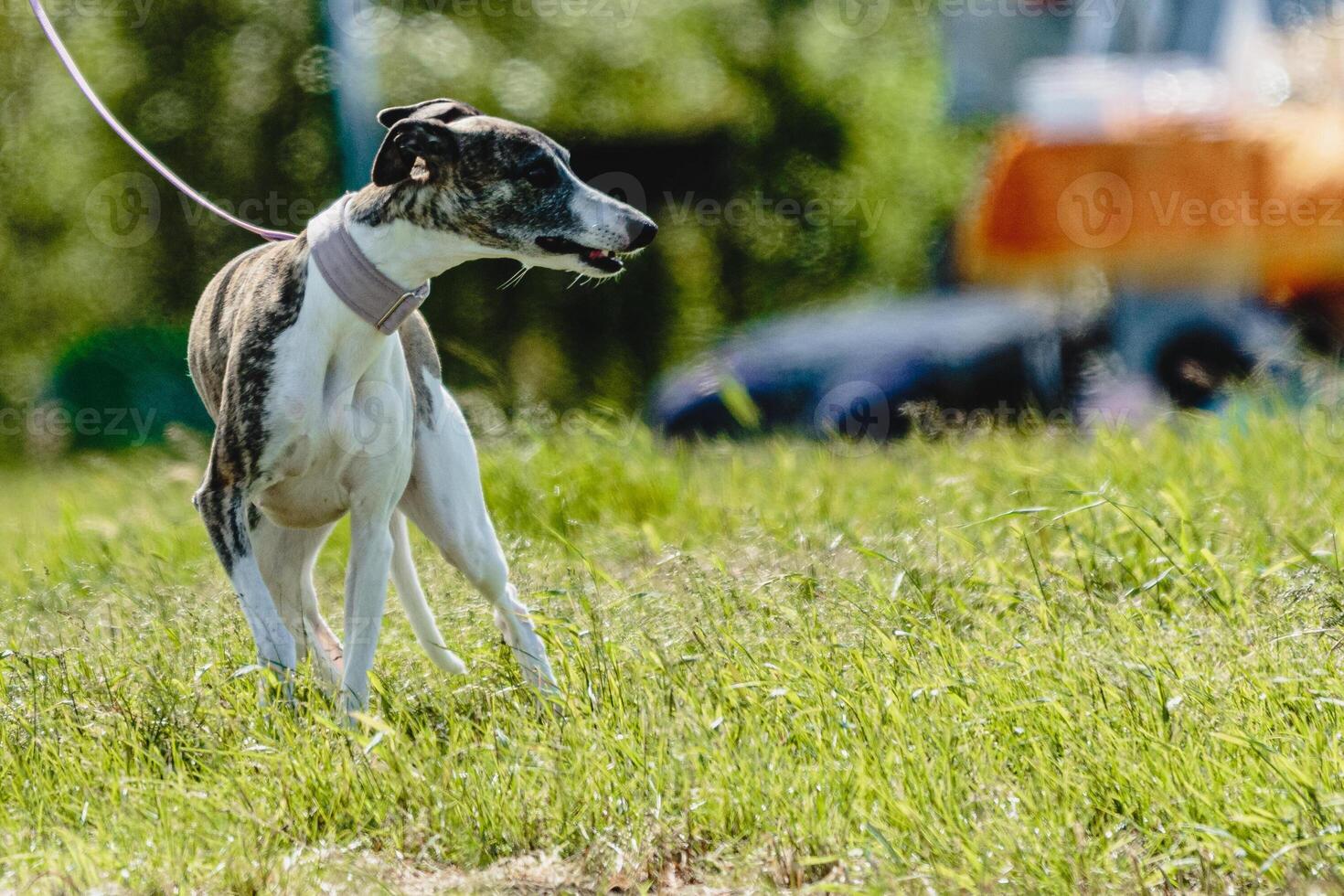 Whippet dog at dog racing competition before the start photo