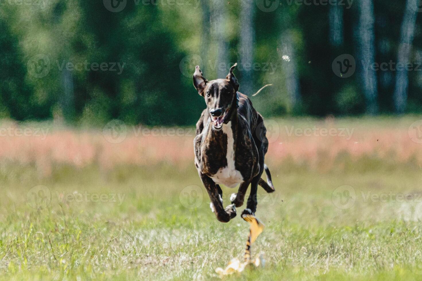 Greyhound dog lifted off the ground during the dog racing competition running straight into camera photo