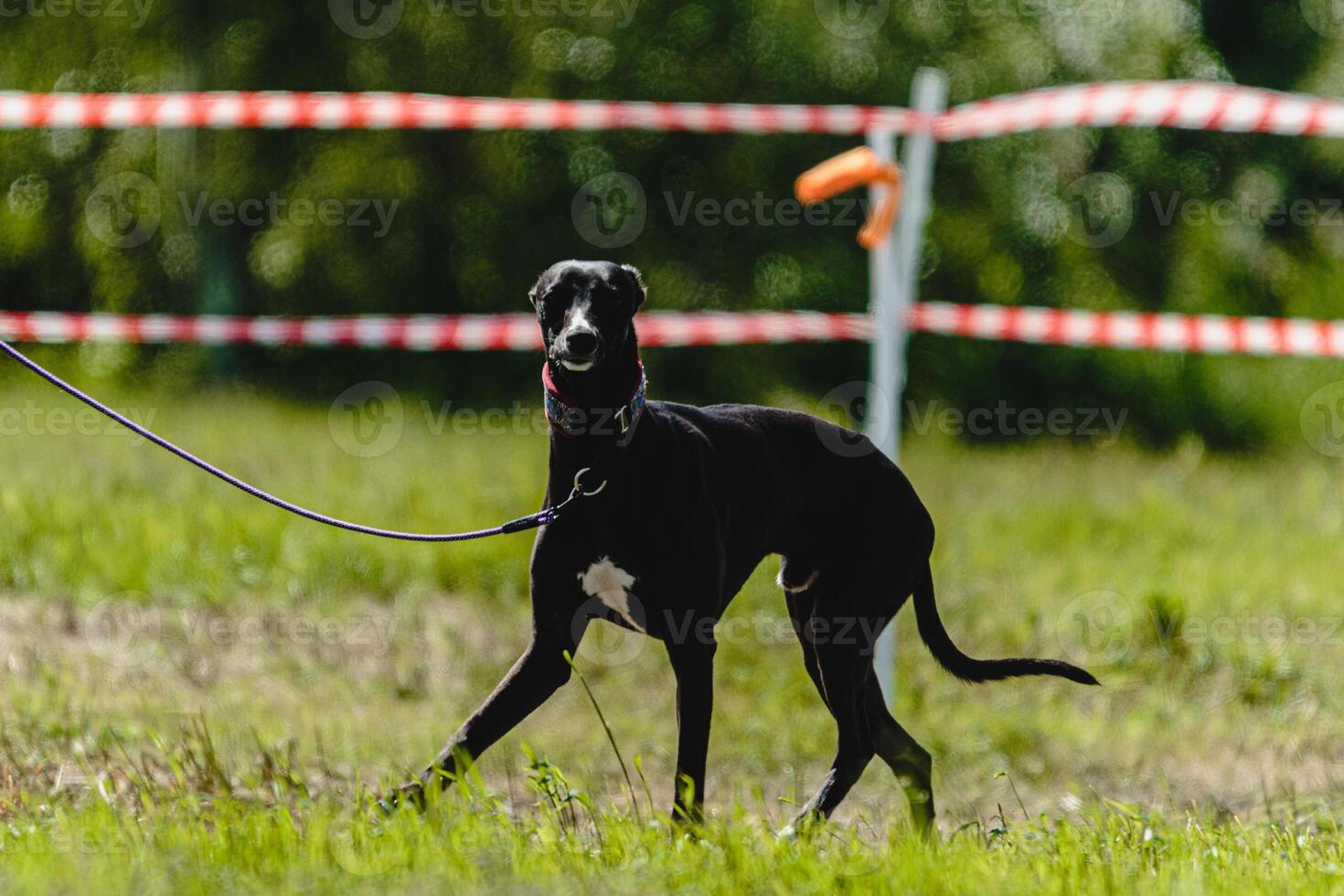 Whippet dog at dog racing competition before the start photo