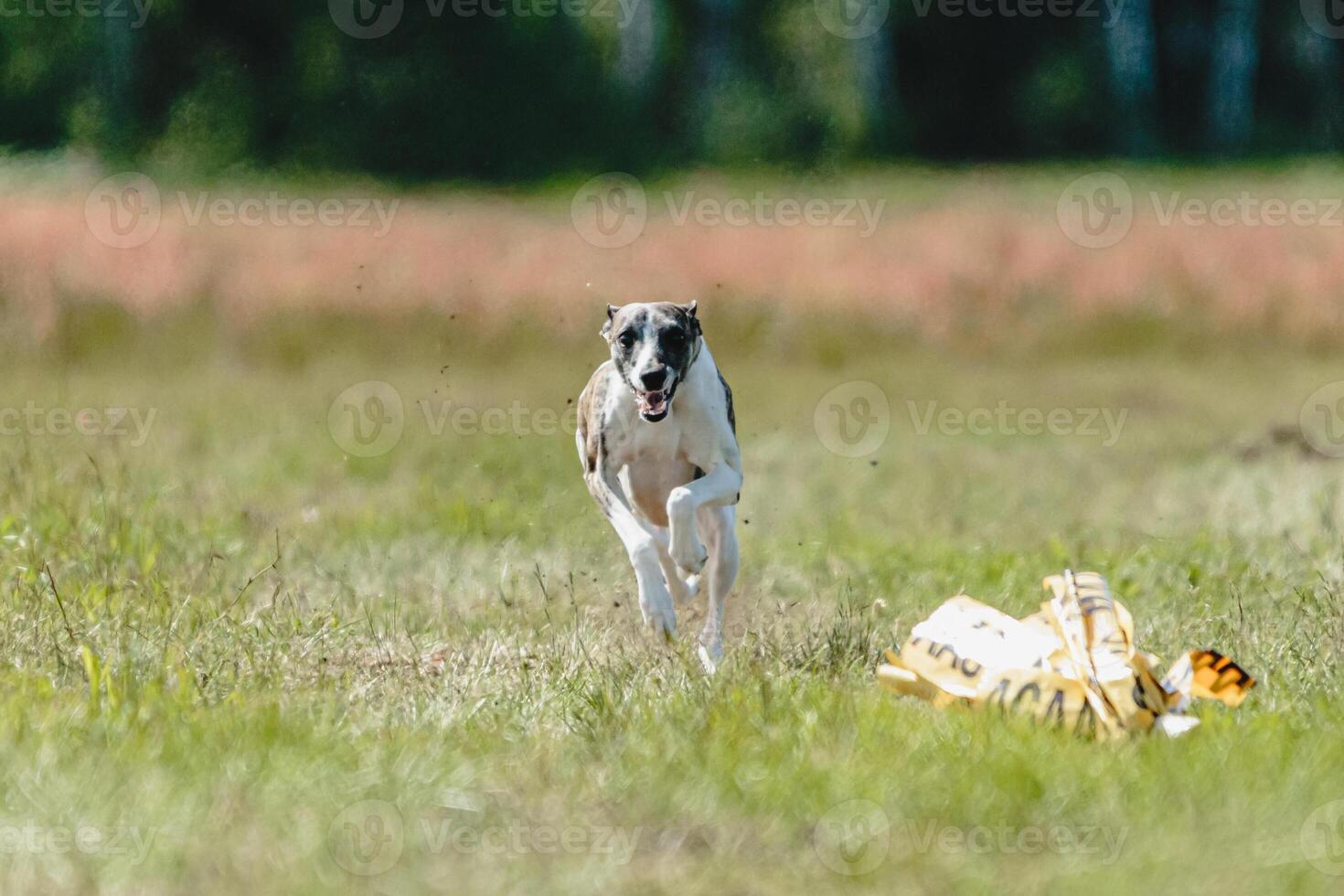 Whippet dog lifted off the ground during the dog racing competition running straight into camera photo