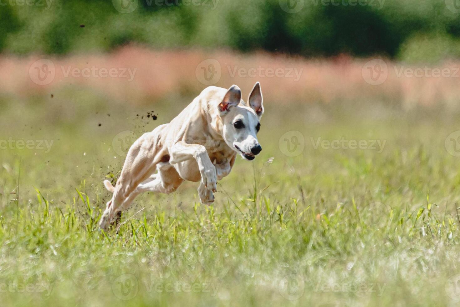 Whippet dog lifted off the ground during the dog racing competition running straight into camera photo