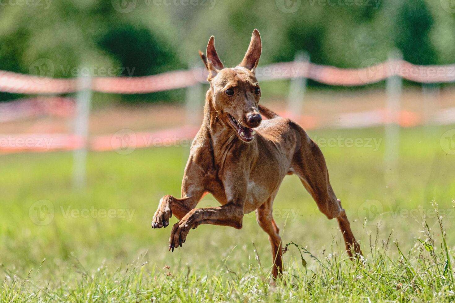 Cirneco dell etna dog running fast and chasing lure across green field at dog racing competion photo