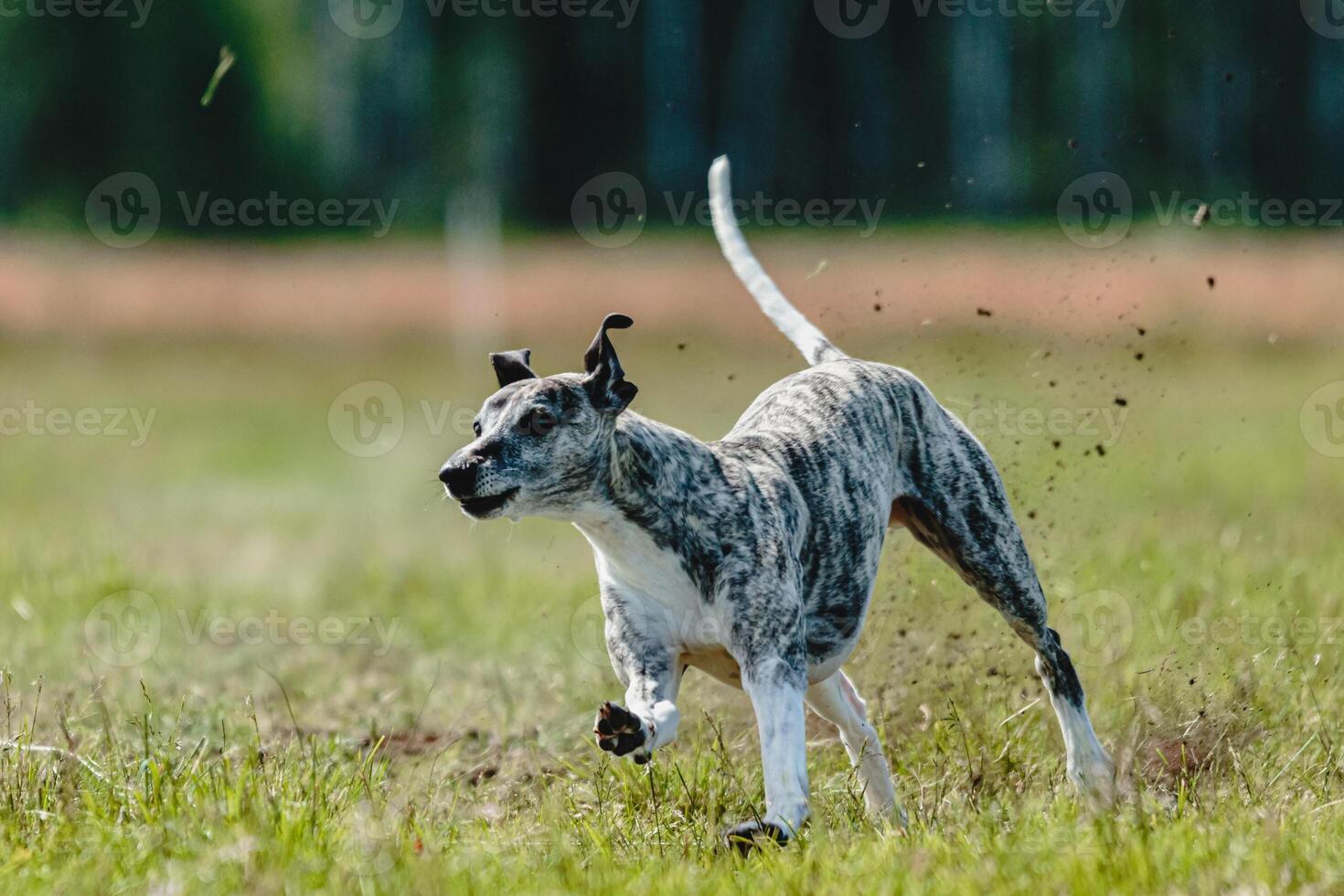 Whippet dog lifted off the ground during the dog racing competition running straight into camera photo