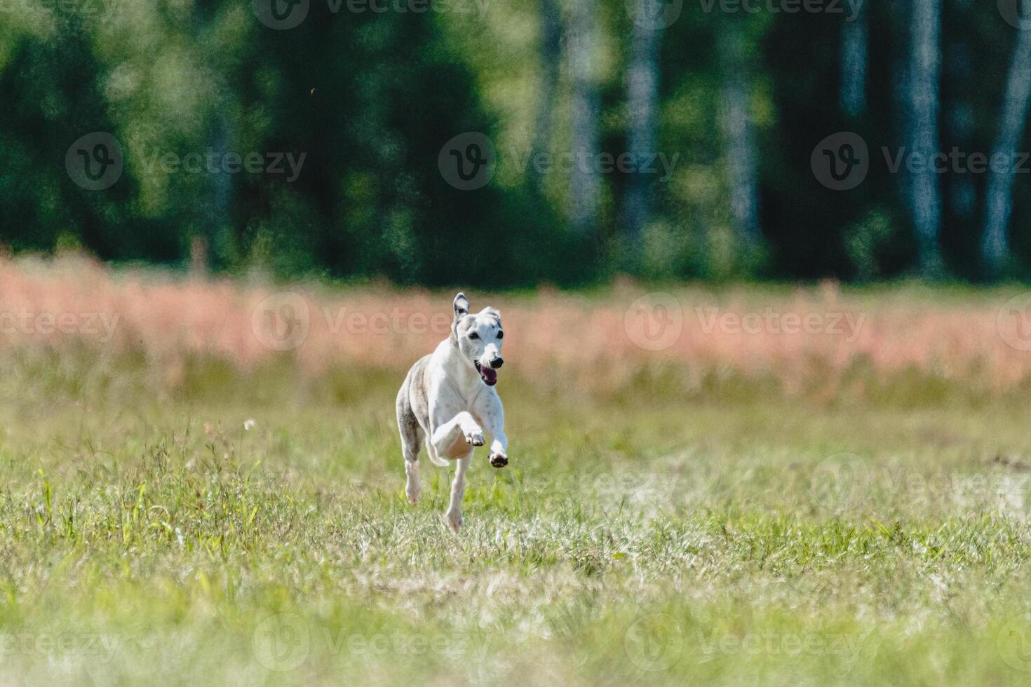 Whippet dog lifted off the ground during the dog racing competition running straight into camera photo