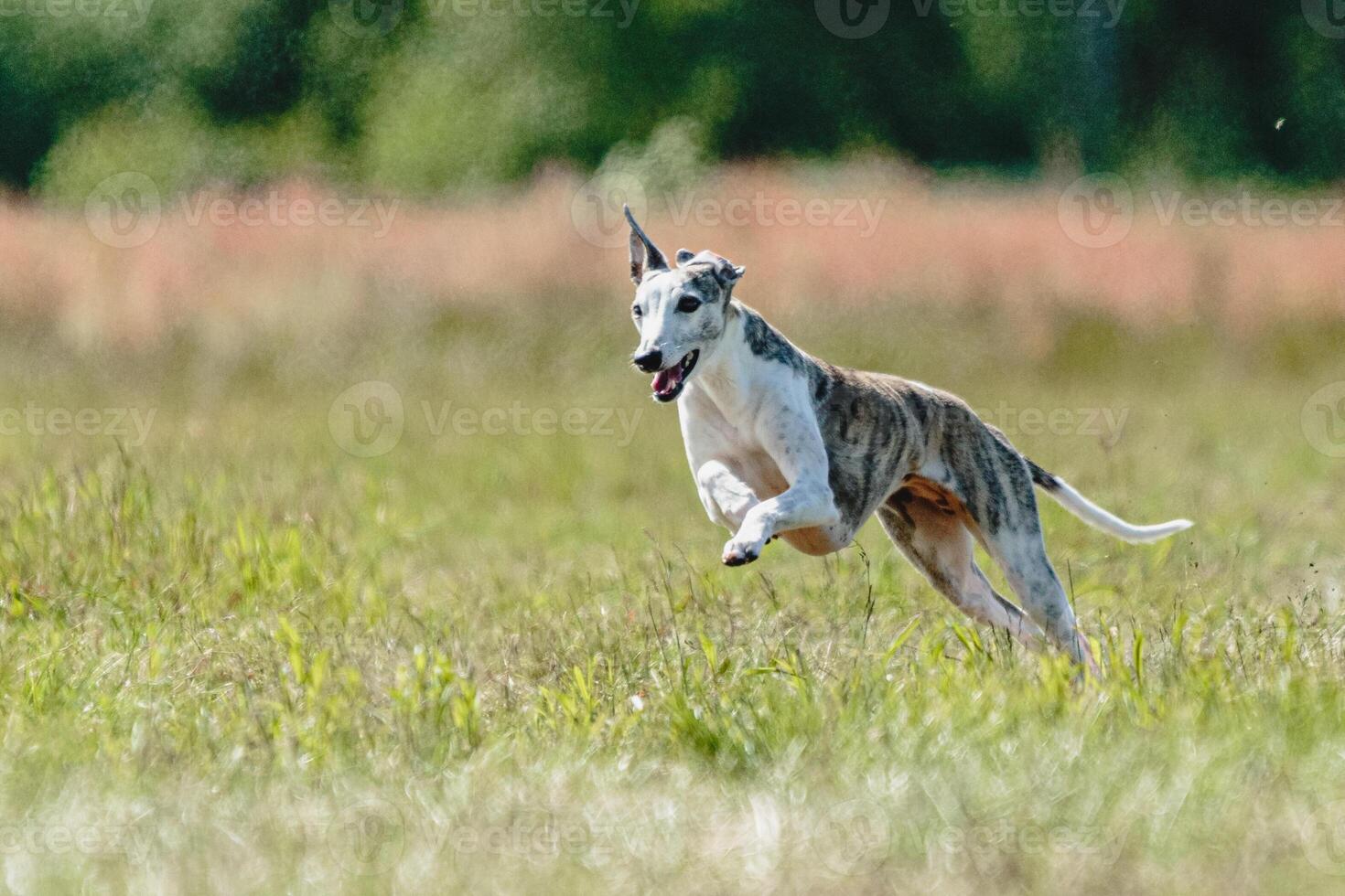 Whippet dog lifted off the ground during the dog racing competition running straight into camera photo