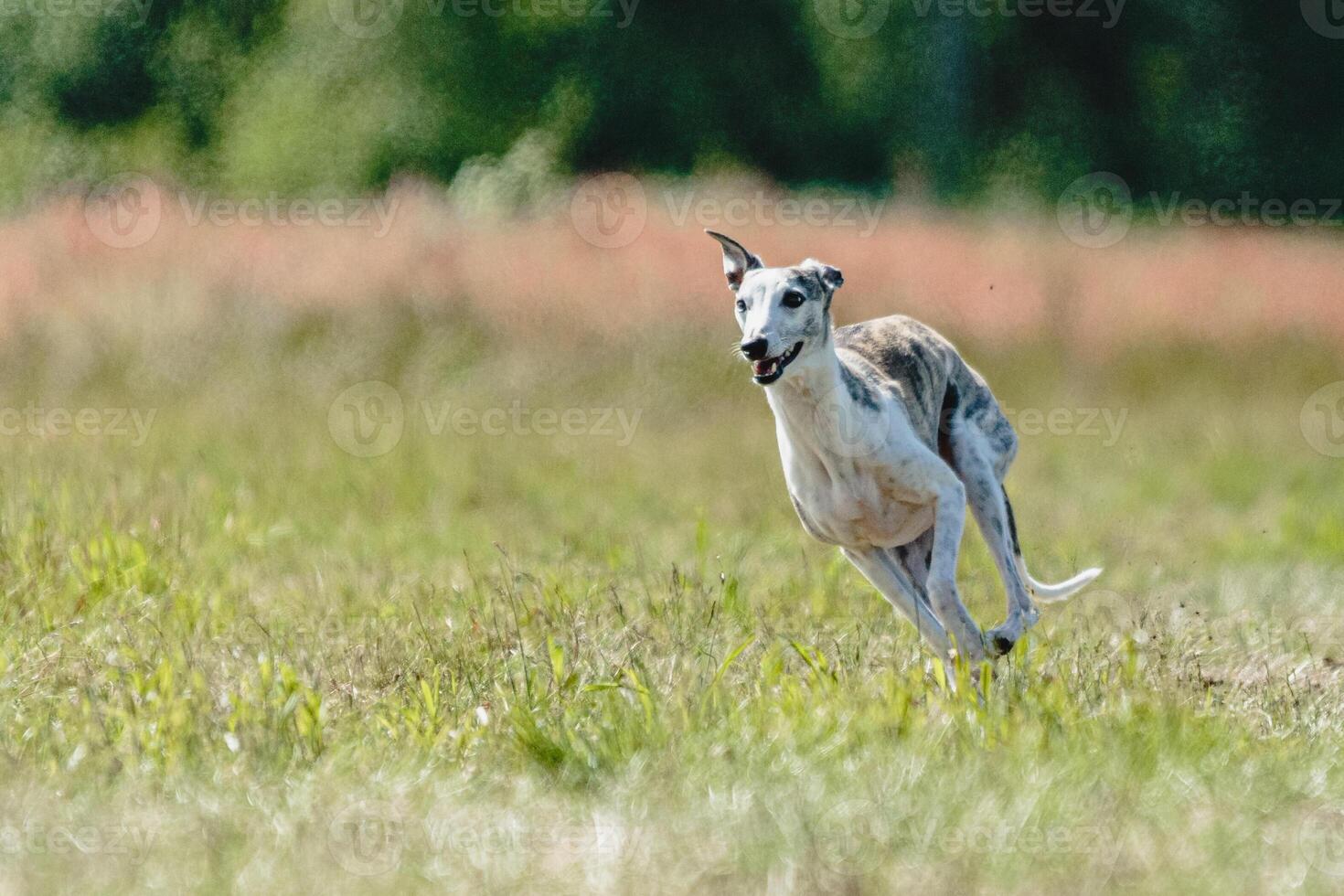 Whippet dog lifted off the ground during the dog racing competition running straight into camera photo