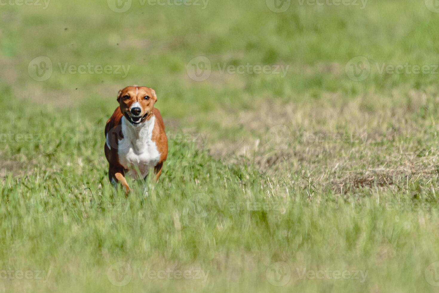 Basenji dog lifted off the ground during the dog racing competition running straight into camera photo