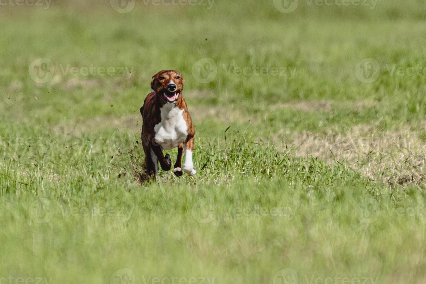 Basenji dog running fast and chasing lure across green field at dog racing competion photo