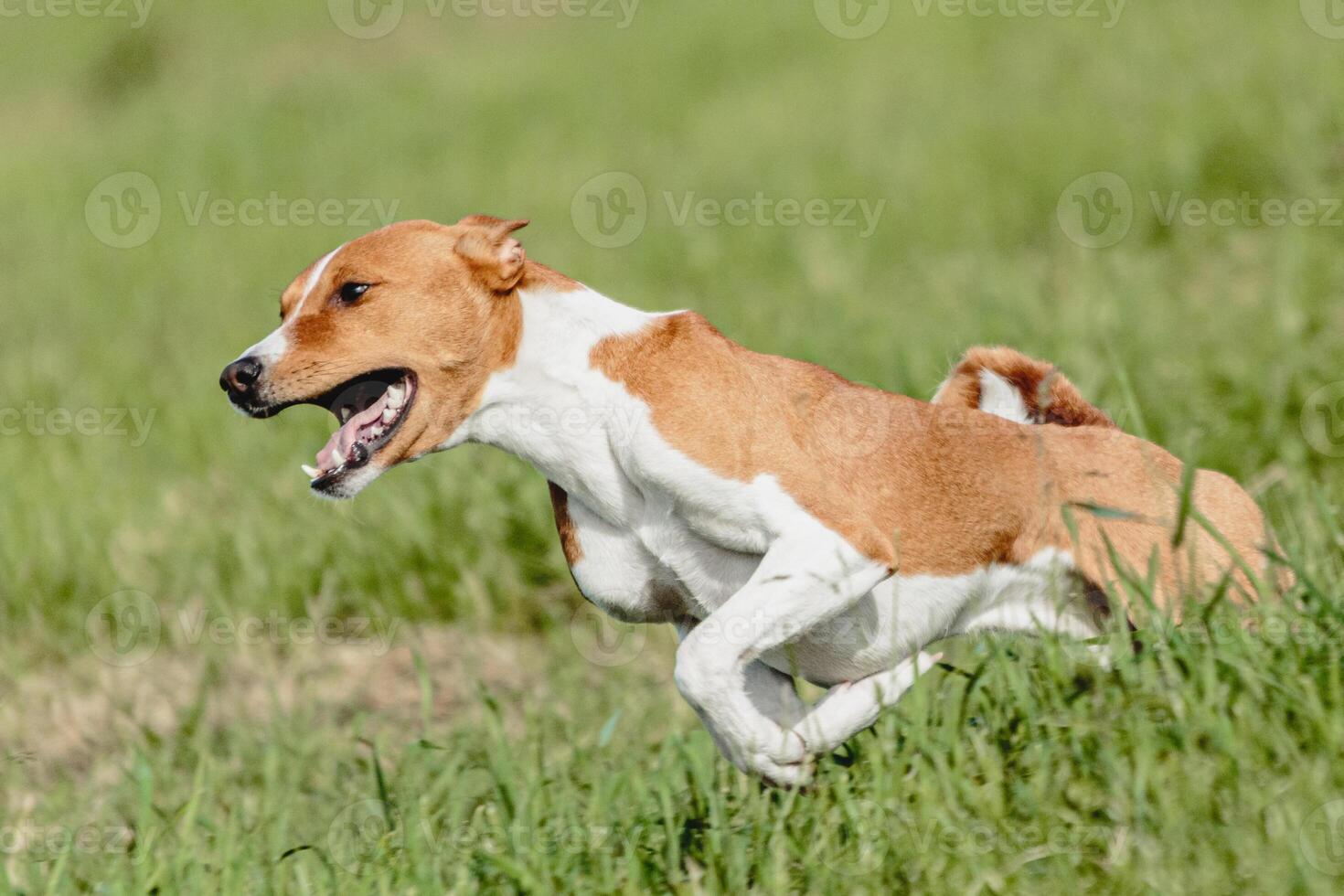Basenji dog running fast and chasing lure across green field at dog racing competion photo