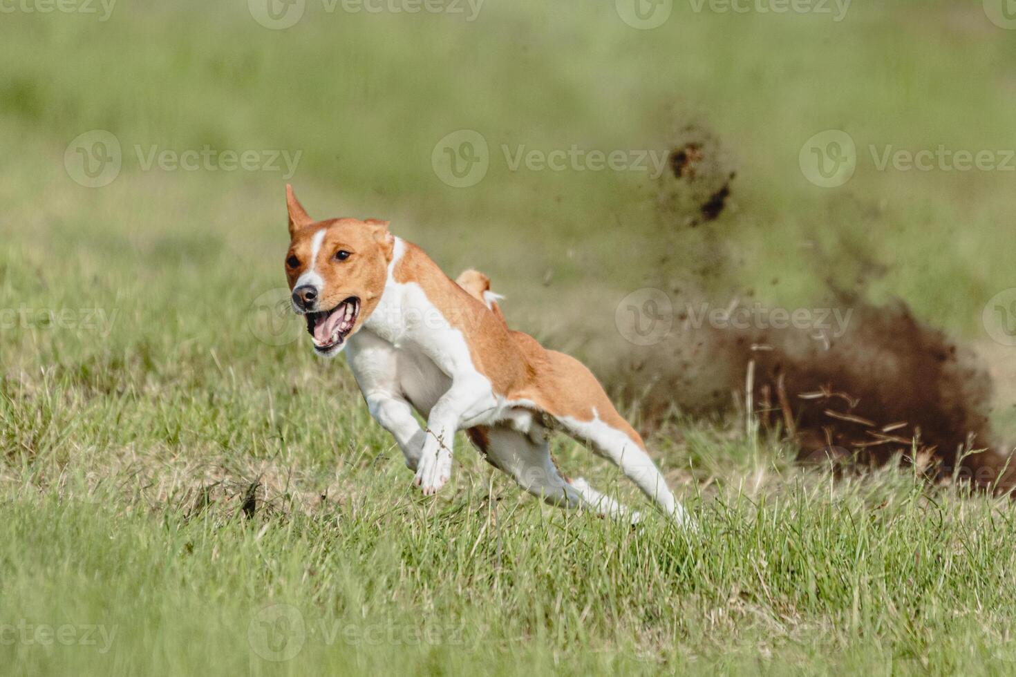 Basenji dog running fast and chasing lure across green field at dog racing competion photo