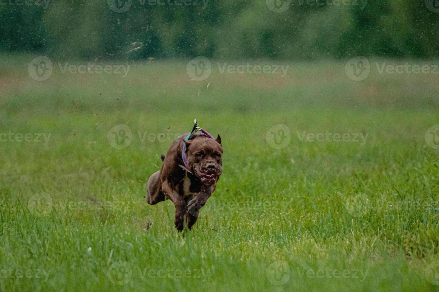 Pit Bull Terrier running fast and chasing lure across green field at dog racing competion photo