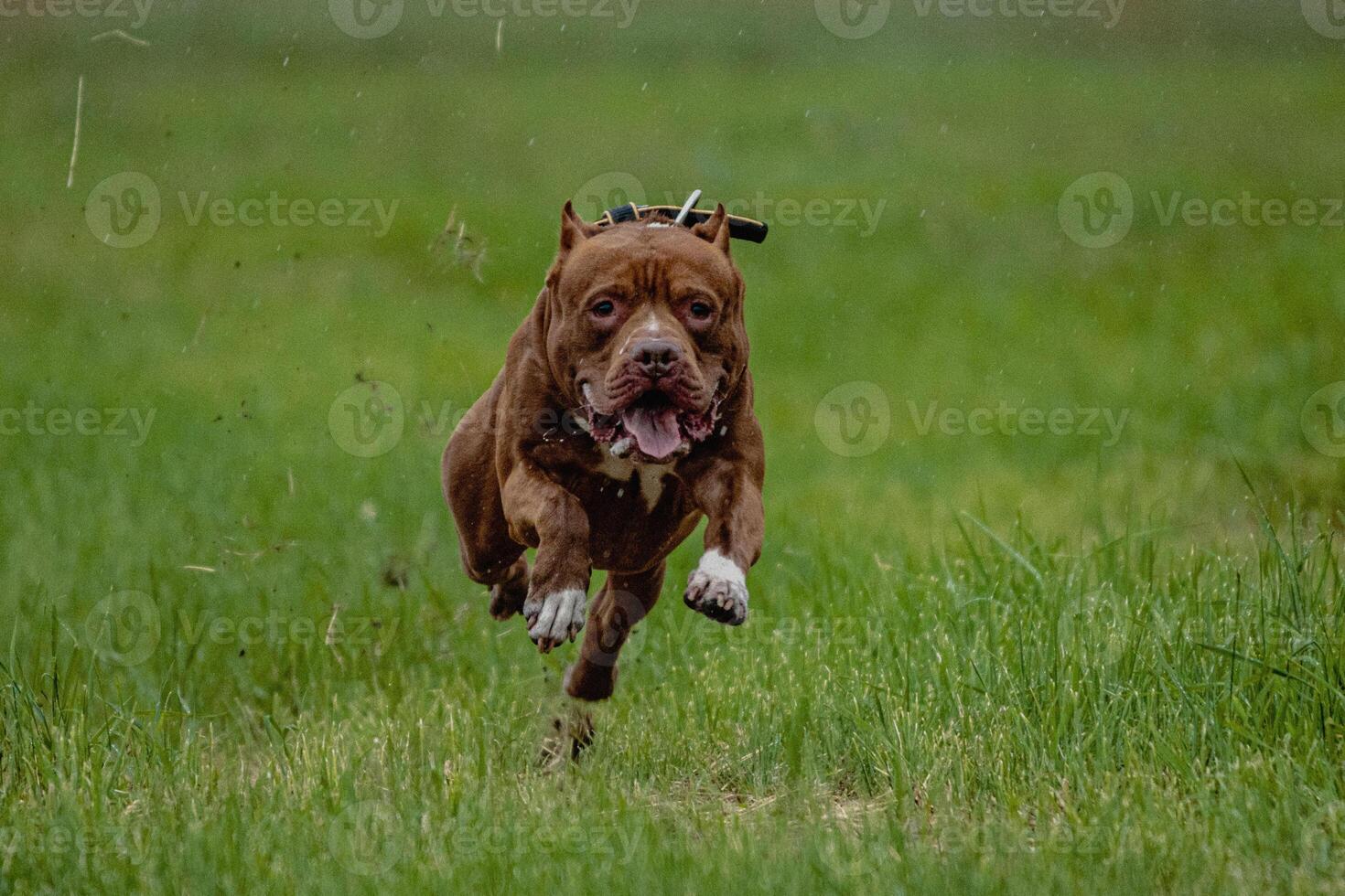 Pit Bull Terrier running fast and chasing lure across green field at dog racing competion photo