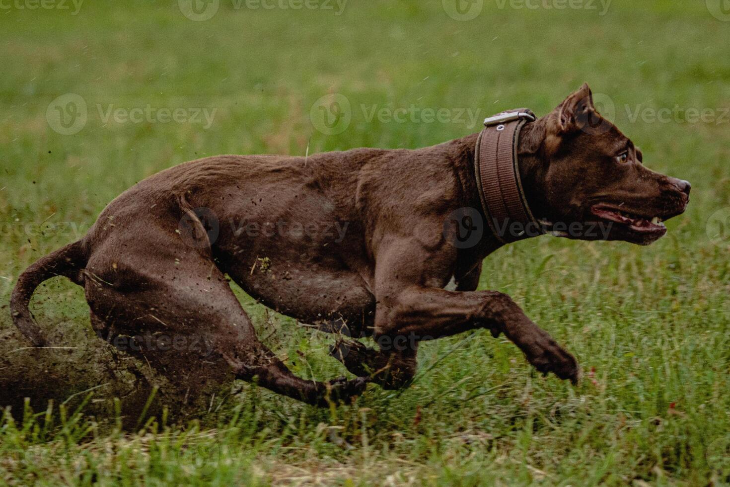 Pit Bull Terrier running fast and chasing lure across green field at dog racing competion photo