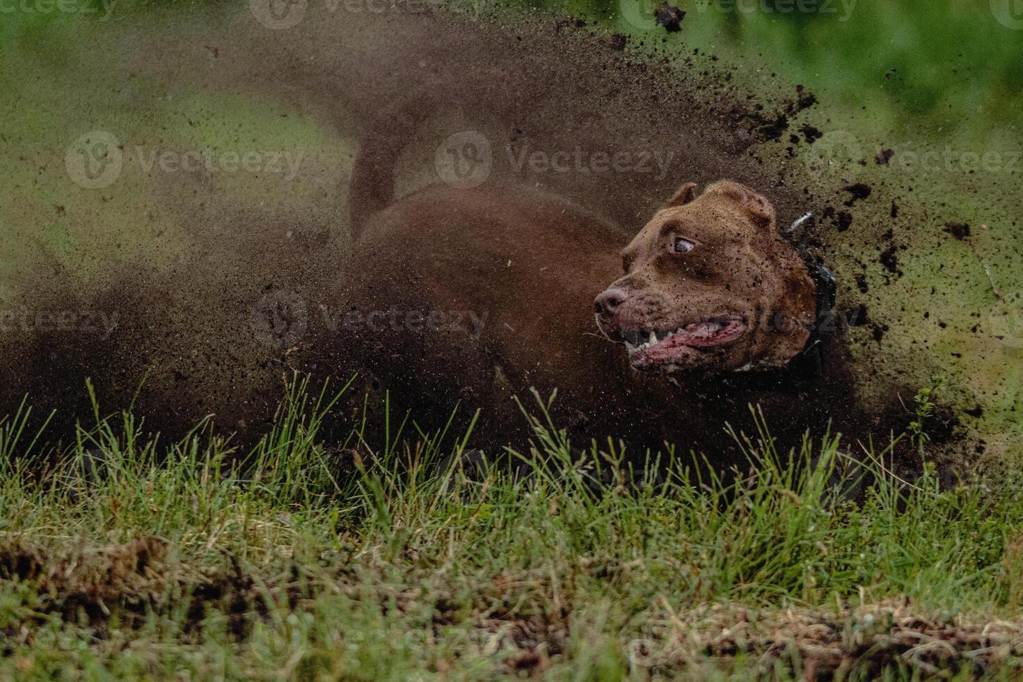 Pit Bull Terrier running fast on black mud and green field photo