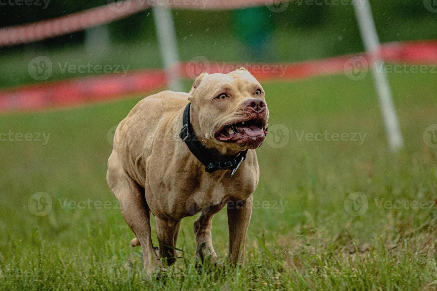 Pit Bull Terrier running fast and chasing lure across green field at dog racing competion photo