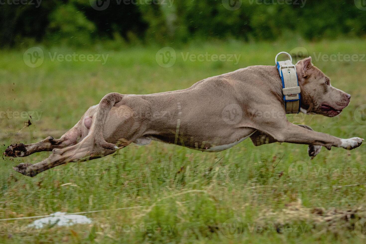 Pit Bull Terrier lifted off the ground during the dog racing competition running straight into camera photo
