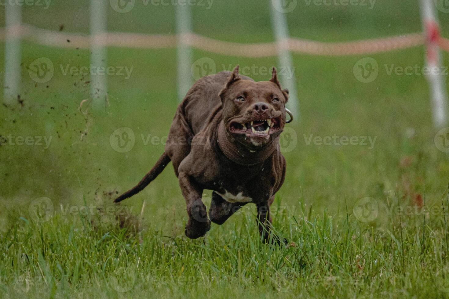 Pit Bull Terrier lifted off the ground during the dog racing competition running straight into camera photo