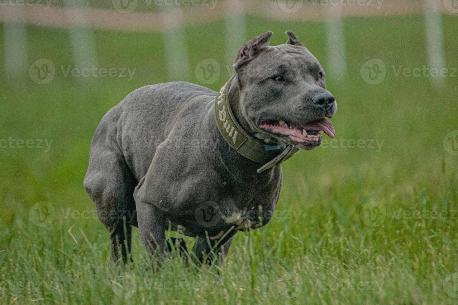 Pit Bull Terrier running fast and chasing lure across green field at dog racing competion photo