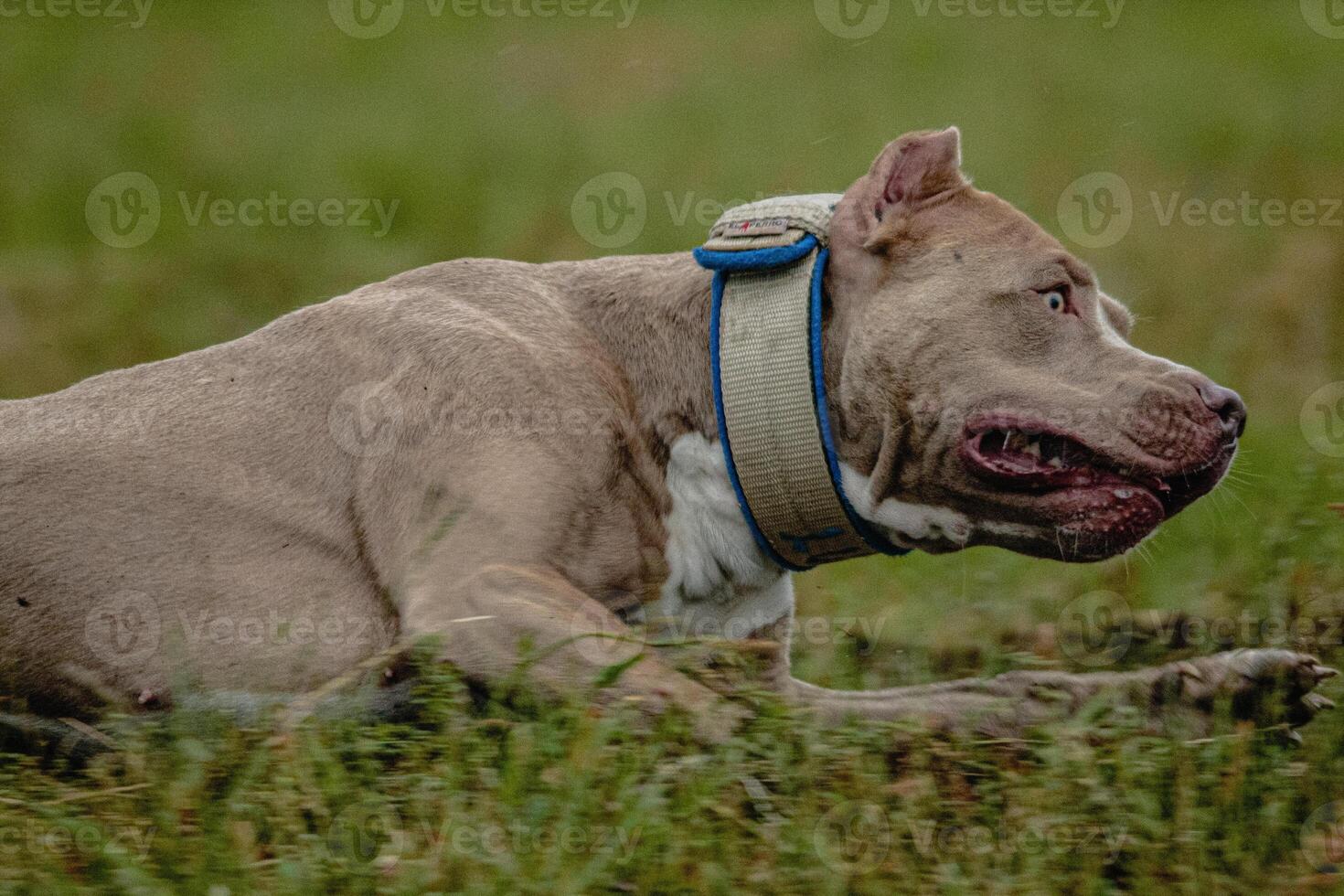 Half of body of Pit Bull Terrier in the field at coursing and racing competition photo