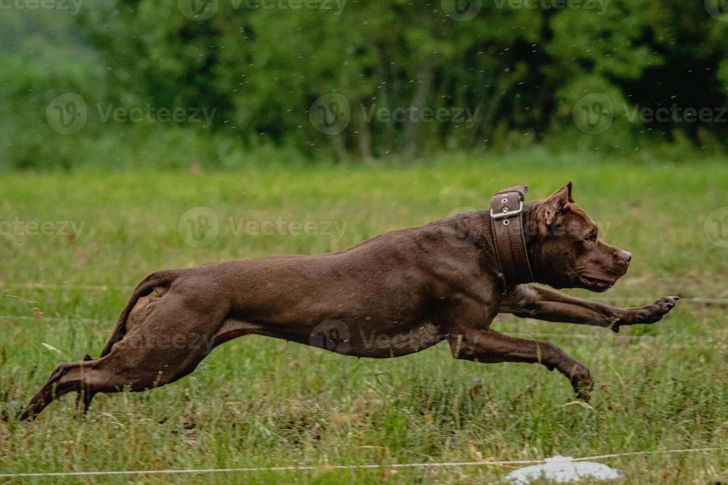 Pit Bull Terrier lifted off the ground during the dog racing competition running straight into camera photo