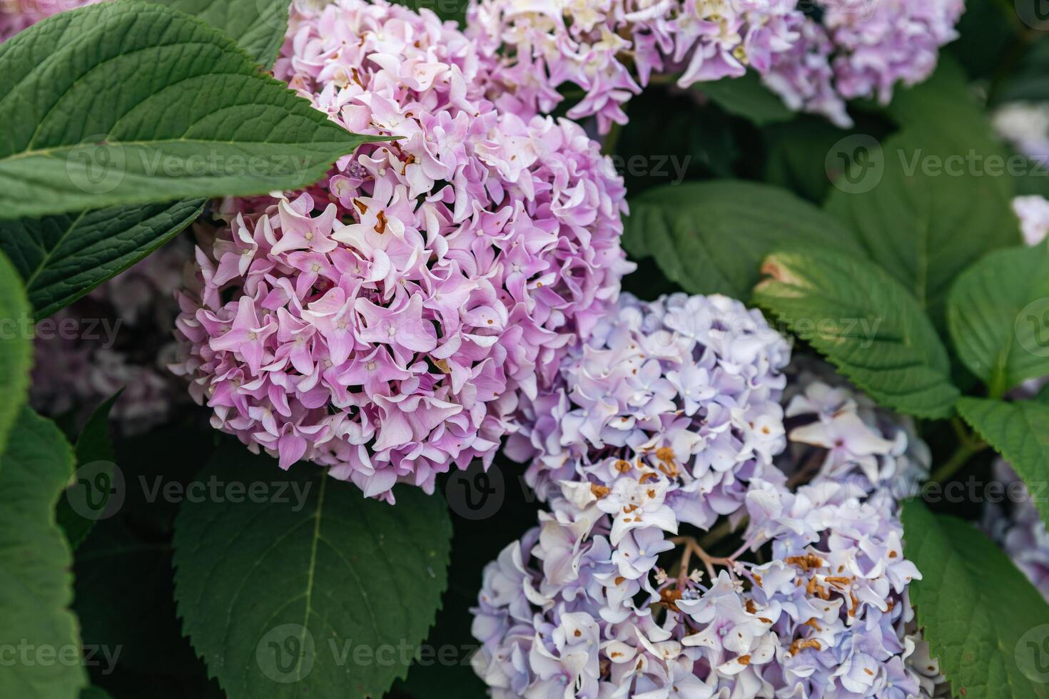 Beautiful hydrangea flowers in varying shades of pink and cream. The blooms are full and lush, surrounded by rich green foliage, highlighting their vibrant colors. photo