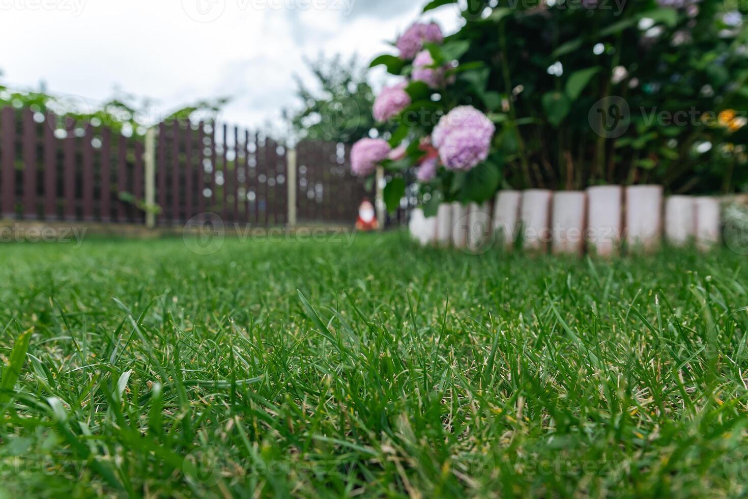 Garden scene featuring a lush, green lawn and blooming hydrangeas with lovely pink flowers. The garden area is bordered by a wooden fence in the background. photo