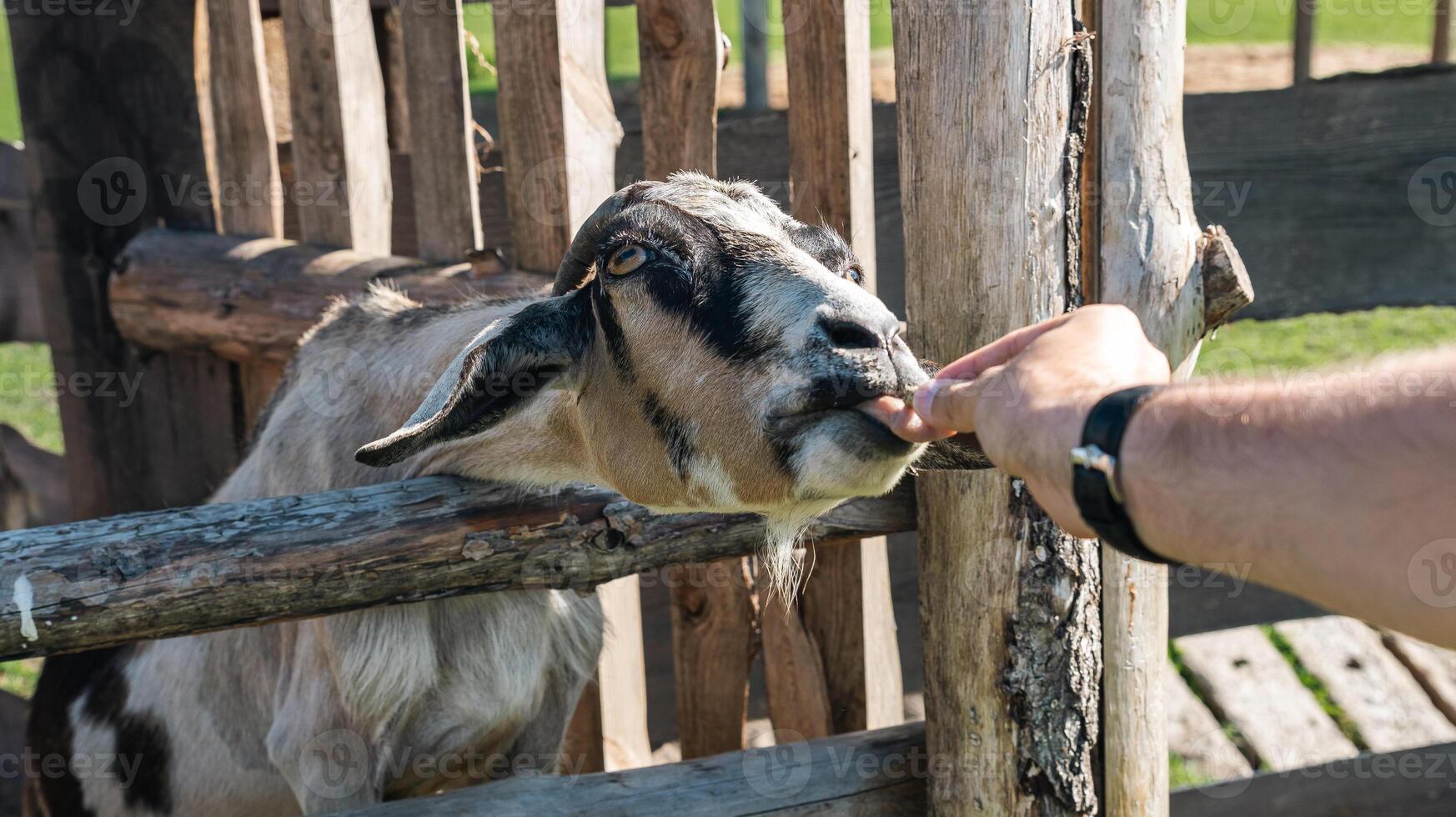 The goat reaches forward to eat food from the person who offers it to him. A cute baby goat with small horns sits in a wooden pen covered with dry straw. photo