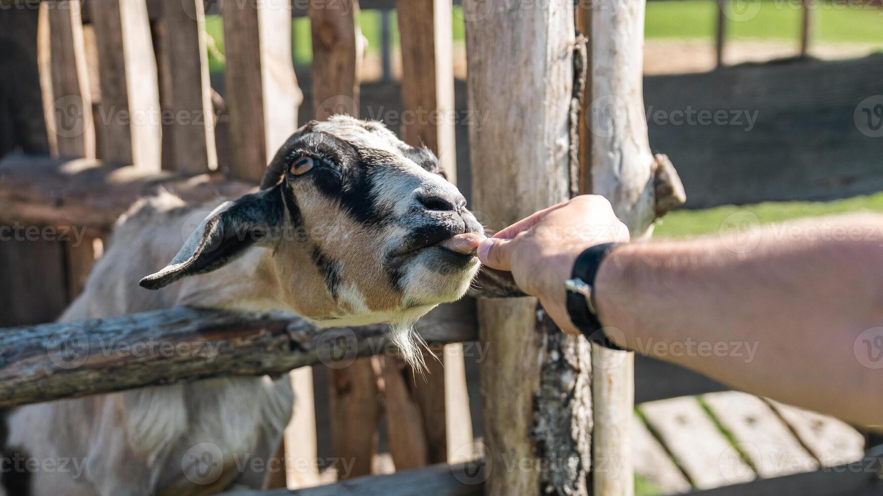 The goat reaches forward to eat food from the person who offers it to him. A cute baby goat with small horns sits in a wooden pen covered with dry straw. photo