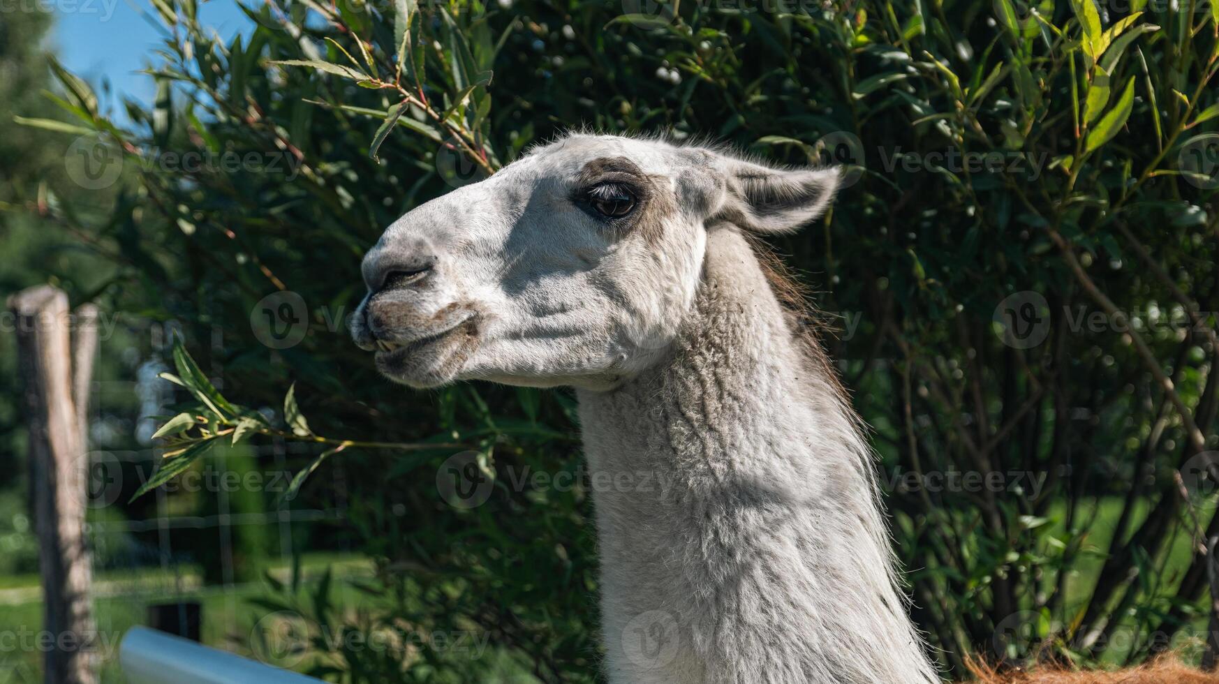 Cute Alpaca on the farm. Beautiful and funny animals from is a species of South American camelid. Animal lama. photo