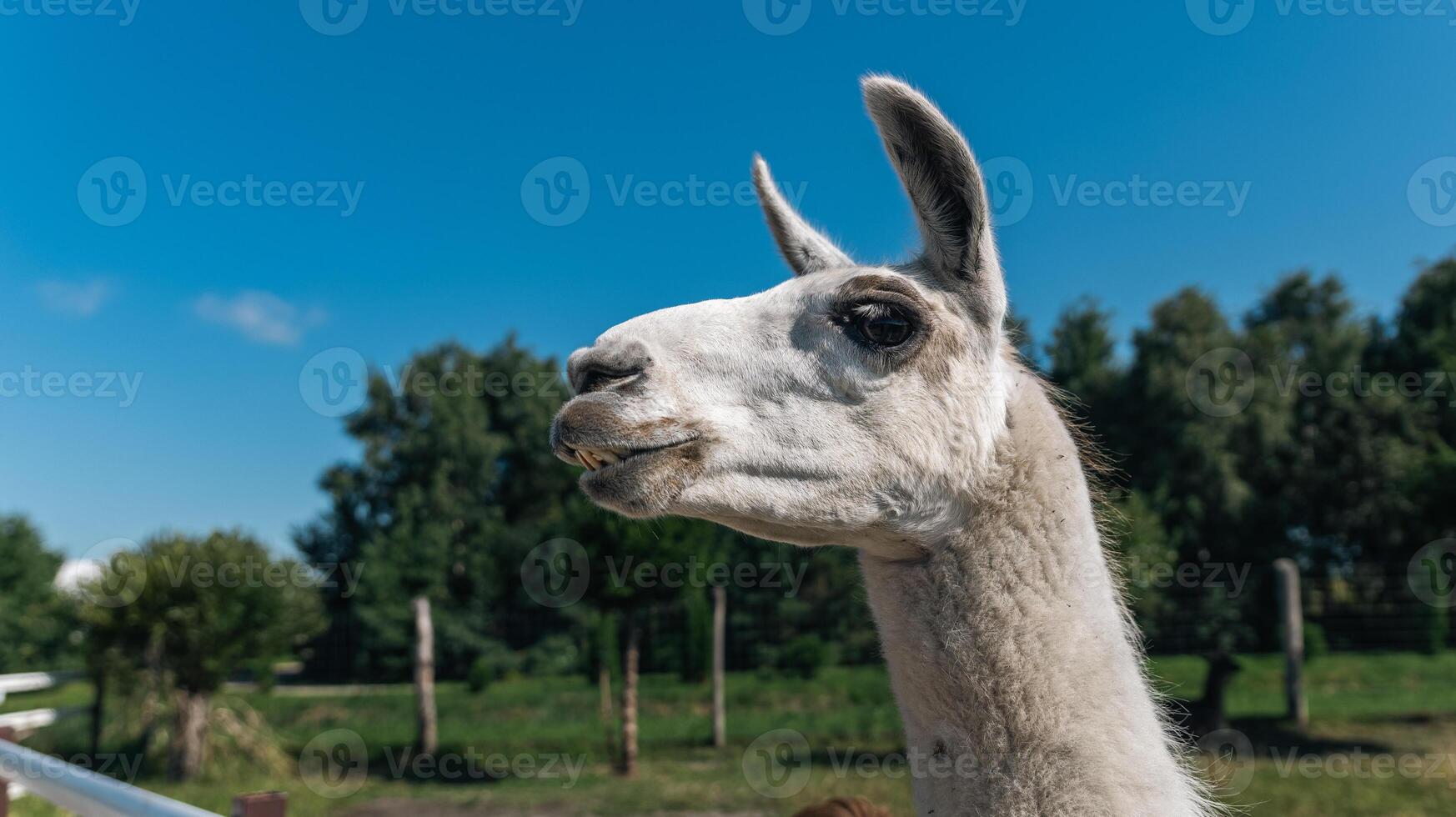 Cute Alpaca on the farm. Beautiful and funny animals from is a species of South American camelid. Animal lama. photo
