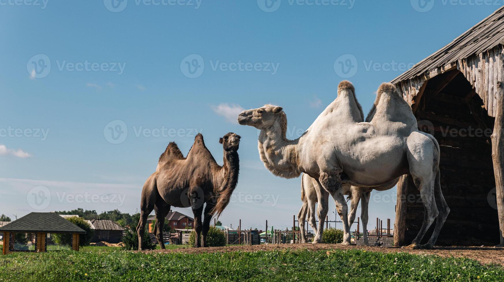 Group of camels, including a two-humped Bactrian camel and at least one single-humped dromedary camel, near a wooden structure. photo
