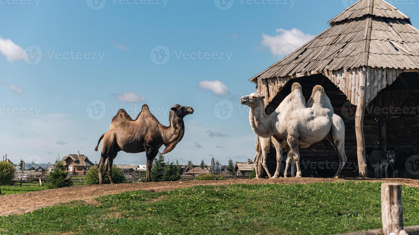 Group of camels, including a two-humped Bactrian camel and at least one single-humped dromedary camel, near a wooden structure. photo