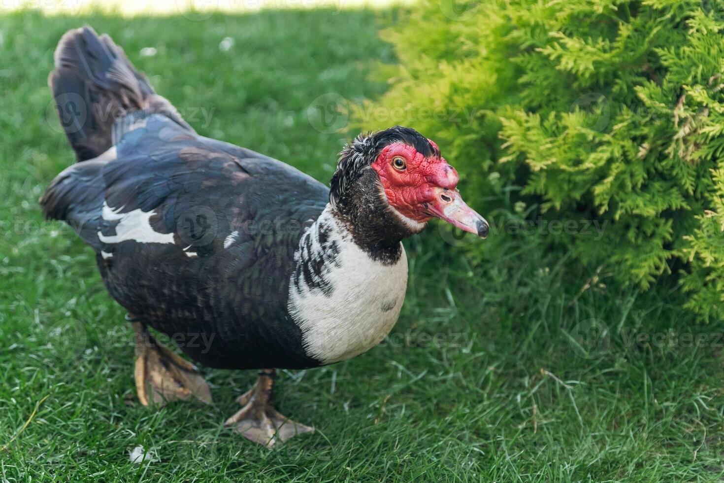 Muscovy duck, characterized by its distinctive red facial caruncles and dark plumage. photo