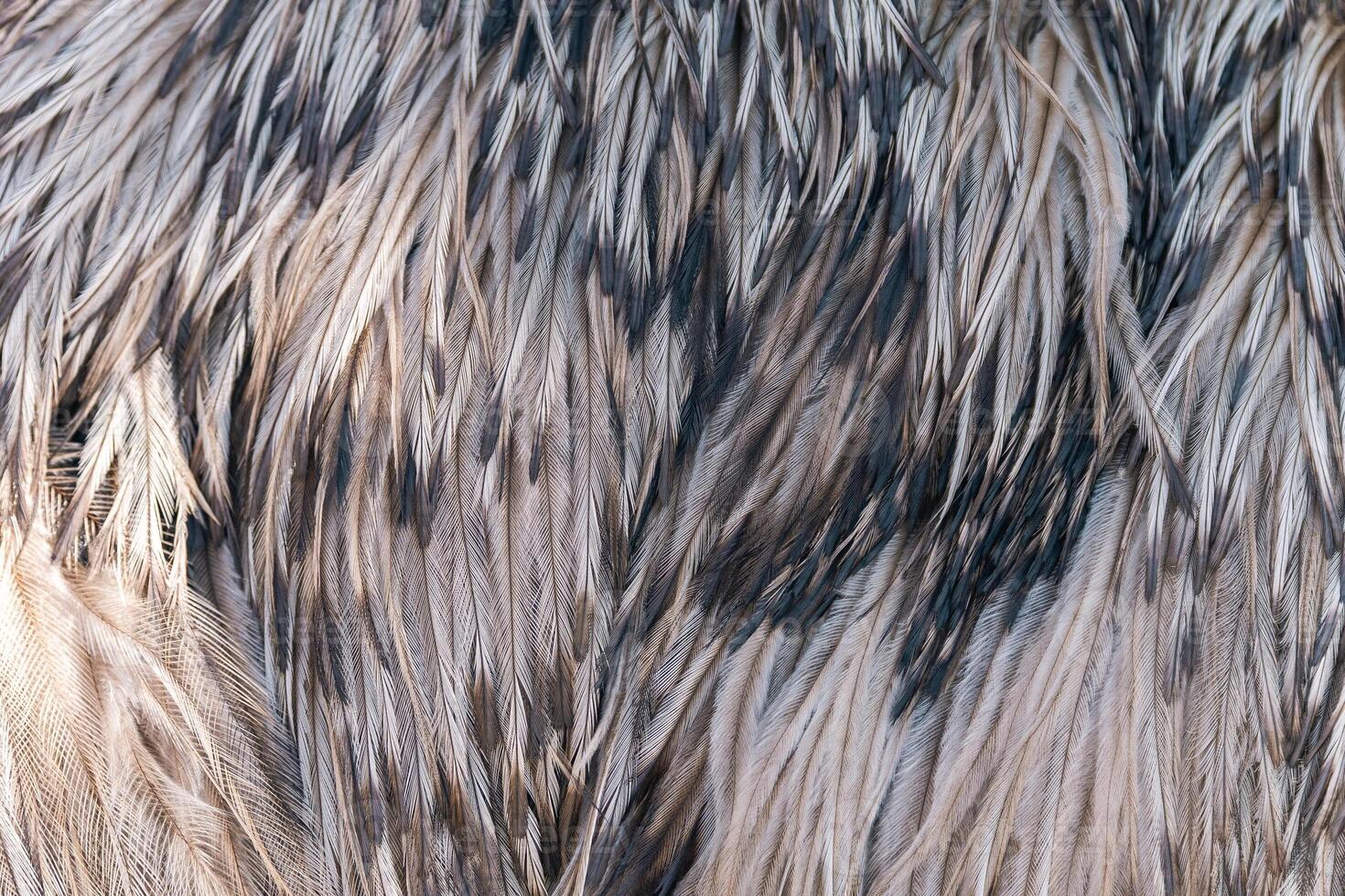Blue feather,Macro shot a bird feather close-up in Black background,Feather, Bird, Animal, Australia, Macrophotography,Close-up peacock feathers photo