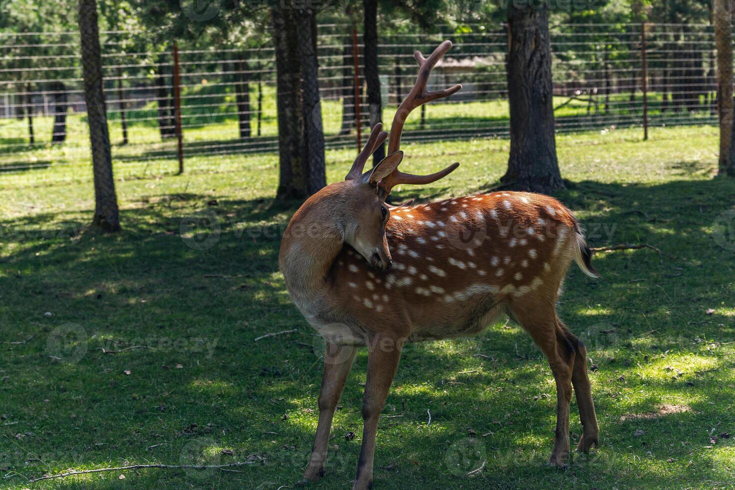 The image features a young deer grazing in a lush, green meadow. The deer has a light brown coat and large, attentive ears, blending naturally into its peaceful, grassy environment. photo