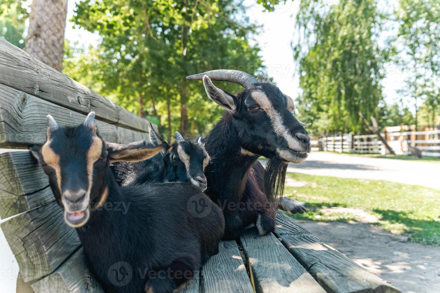 Goats are sitting on a bench. Goats resting together. photo