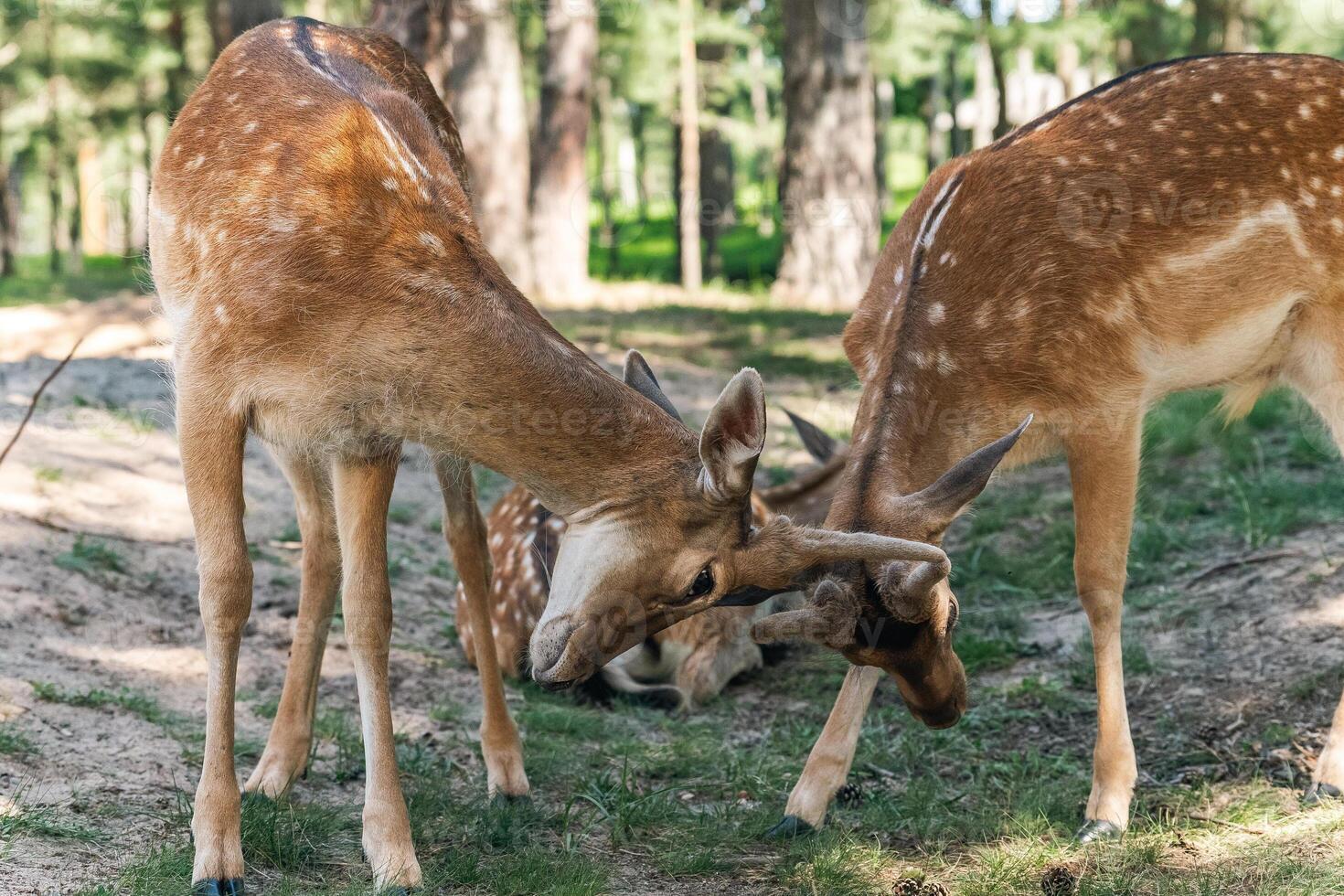 Two deer interacting in a forested area. One deer is lowering its head and appears to be playfully engaging with the other, which has its head slightly raised. photo