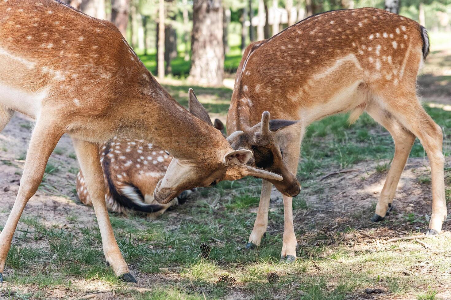 Two deer interacting in a forested area. One deer is lowering its head and appears to be playfully engaging with the other, which has its head slightly raised. photo