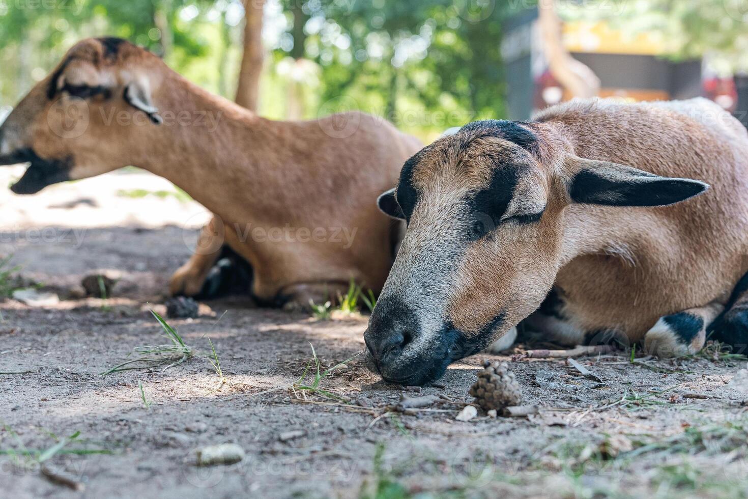 Group of goats resting on grass. Goats are known for their curious and playful nature, often found grazing in various environments. Farm animals. photo