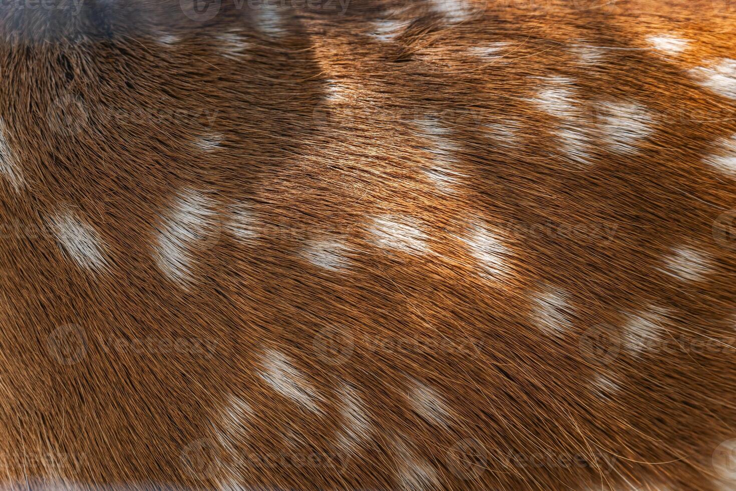 Female sika deer fur texture Cute wild animal concept, brown deer and fur pattern background. Fur of a deer, characterized by its reddish-brown color and distinctive white spots. photo