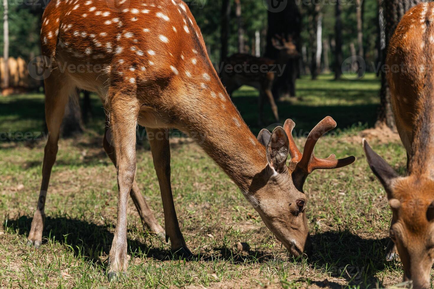 Sika deer eats grass in a meadow surrounded by a fence at the zoo. A beautiful deer grazes peacefully on a green meadow on a sunny day. Deer eats grass in the meadow. photo