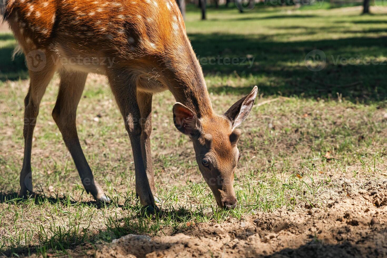 Sika deer eats grass in a meadow surrounded by a fence at the zoo. A beautiful deer grazes peacefully on a green meadow on a sunny day. Deer eats grass in the meadow. photo