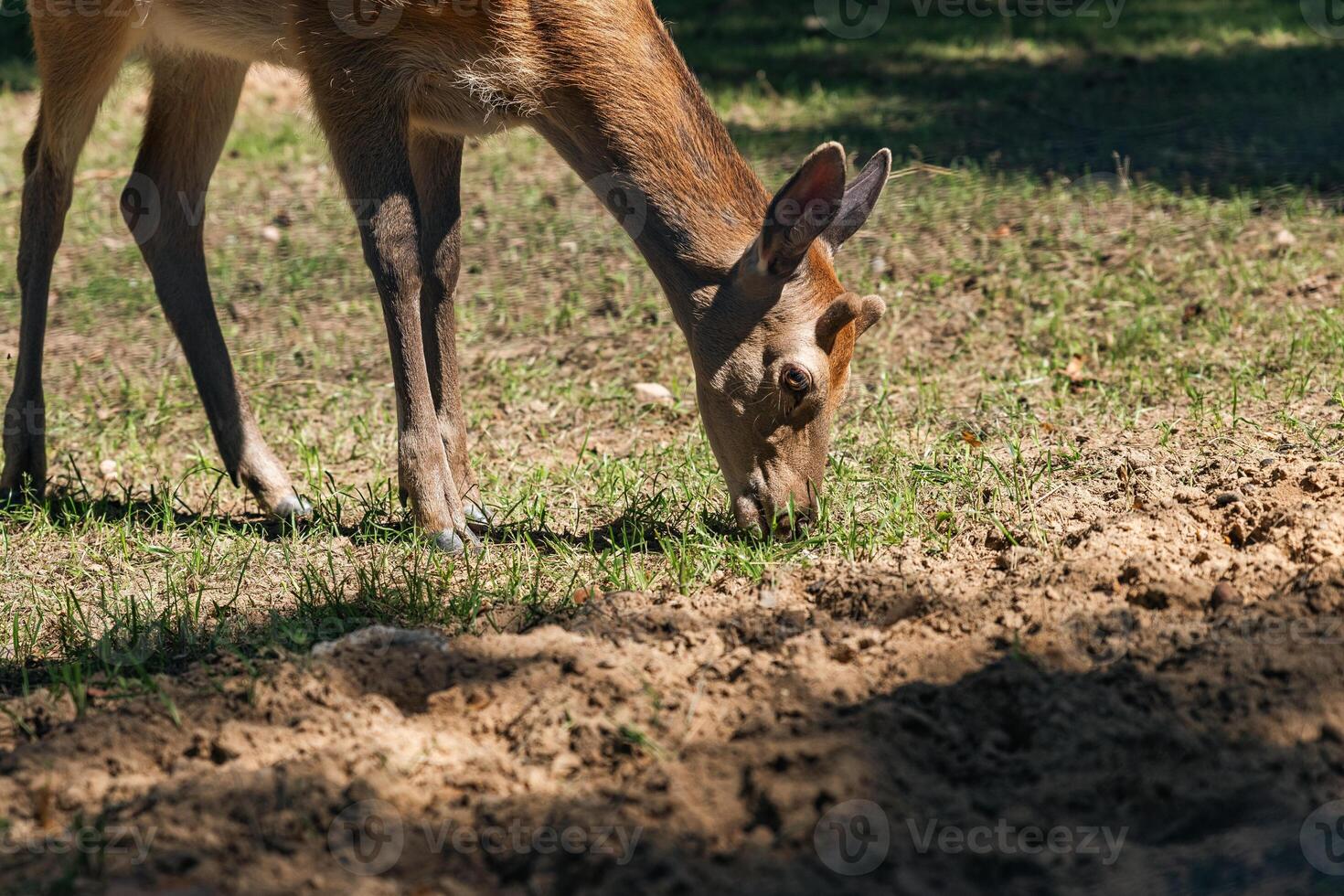 Sika deer eats grass in a meadow surrounded by a fence at the zoo. A beautiful deer grazes peacefully on a green meadow on a sunny day. Deer eats grass in the meadow. photo