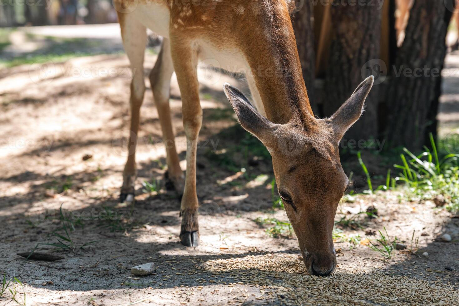 Sika deer eats grass in a meadow surrounded by a fence at the zoo. A beautiful deer grazes peacefully on a green meadow on a sunny day. Deer eats grass in the meadow. photo