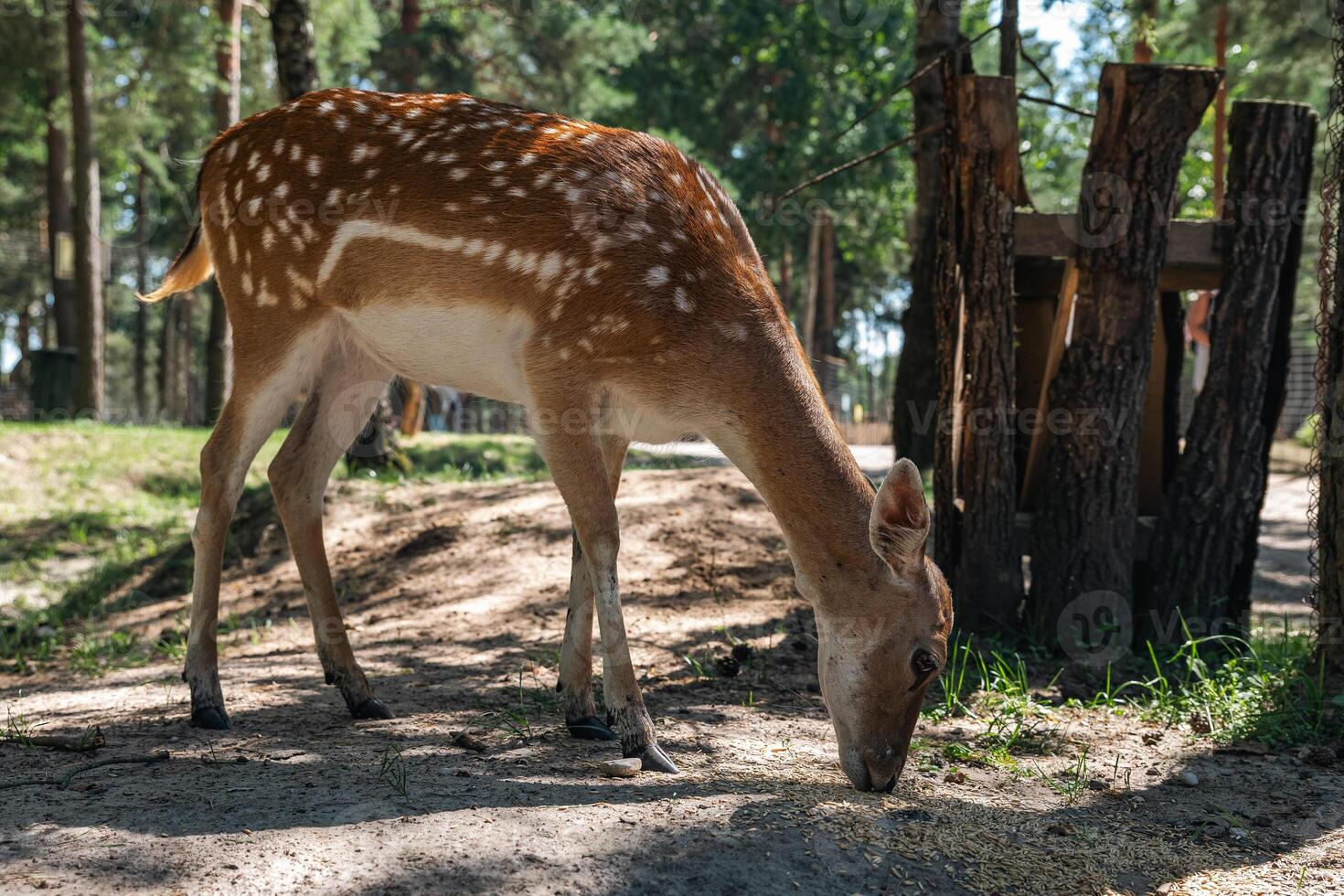 Sika deer eats grass in a meadow surrounded by a fence at the zoo. A beautiful deer grazes peacefully on a green meadow on a sunny day. Deer eats grass in the meadow. photo