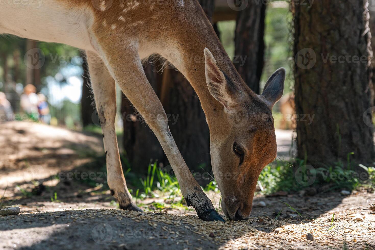 Sika deer eats grass in a meadow surrounded by a fence at the zoo. A beautiful deer grazes peacefully on a green meadow on a sunny day. Deer eats grass in the meadow. photo