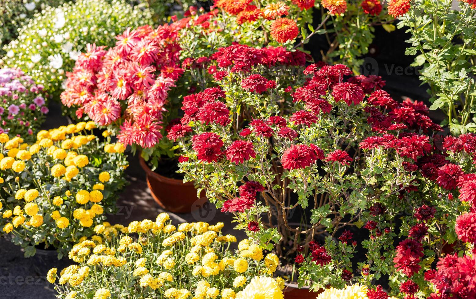 Various chrysanthemum plants in full bloom, featuring yellow, white, and purple flowers in pots arranged on a garden bench. photo